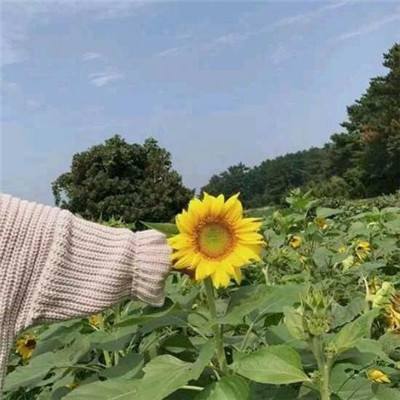 王者远征手机游戏百度版下载